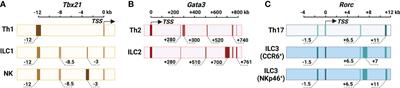 Differential regulation of lineage-determining transcription factor expression in innate lymphoid cell and adaptive T helper cell subsets